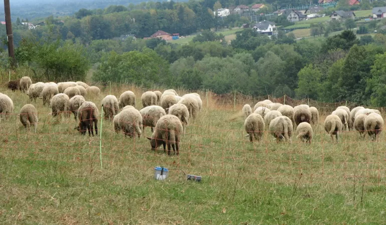 owce, owca, bacówka bucze