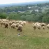 Redyk na Buczu. Wyjątkowe wydarzenie, które przeniesie nas w serce pasterskich tradycji