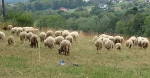 owce, owca, bacówka bucze