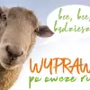 Gra Terenowa Wyprawa po Owcze Runo. Moc atrakcji w Parku Turystyki!